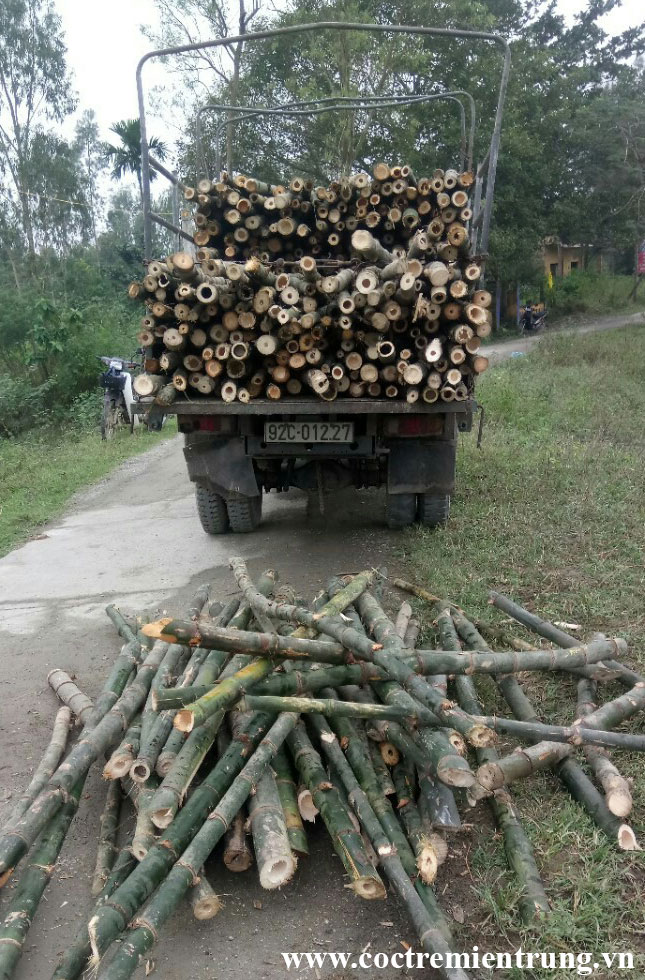 đại lý cọc tre tại đà nẵng